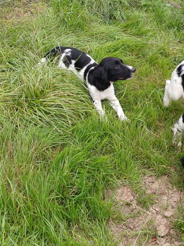 Norfolk lifter's - Chiot disponible  - English Springer Spaniel